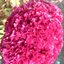 rabia786