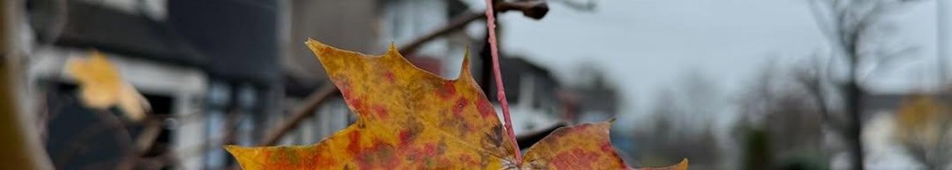 rubyl's cover