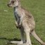 scarykangaroo