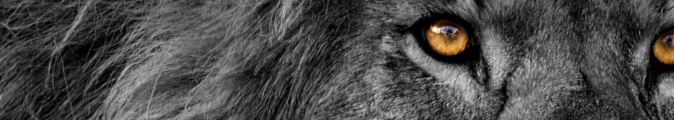 silverlions.leo's cover