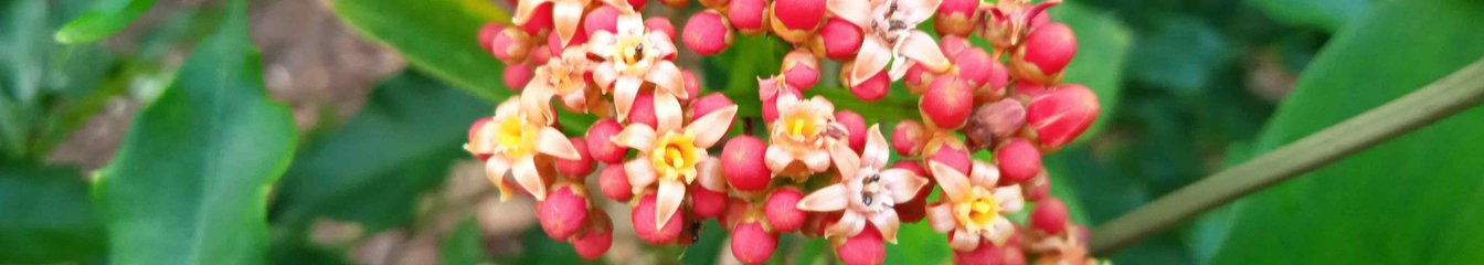 sirenahippie's cover