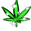 skylinebuds-weed