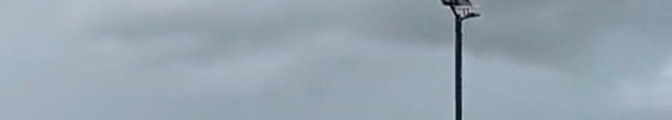 sugarcreator's cover