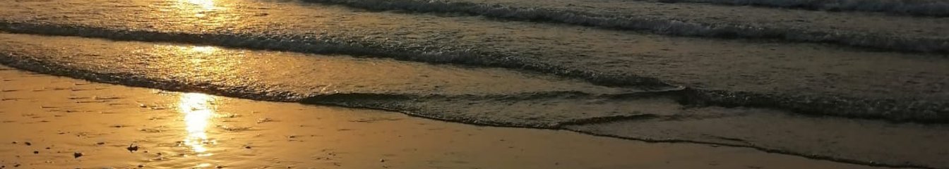 tulipd's cover