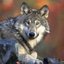 wolfhart