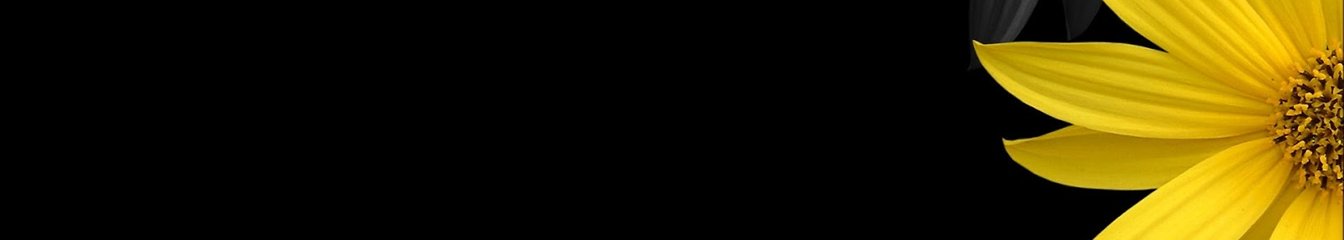 xawi's cover